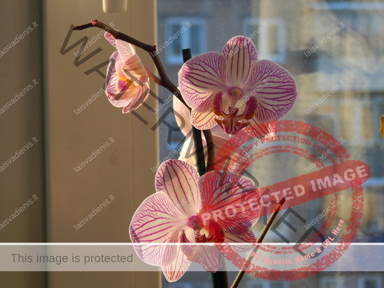 orchidėjas
