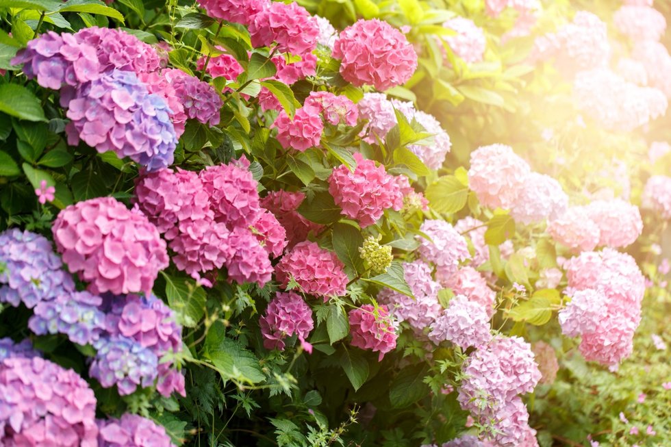 Hortenzijos (nuotr. 123rf.com)