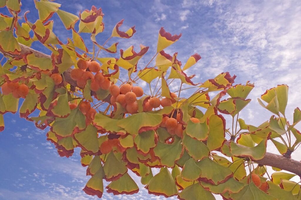 Ginkmedžio sėklos. Ginkmedis