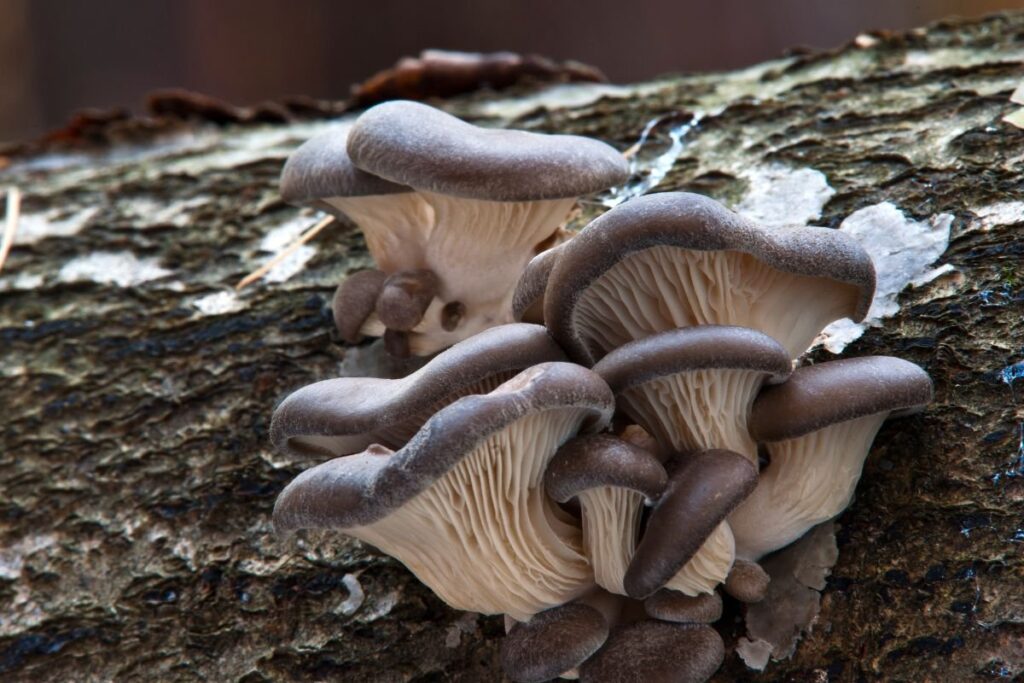 Gluosninė kreivabudė (Pleurotus ostreatus)