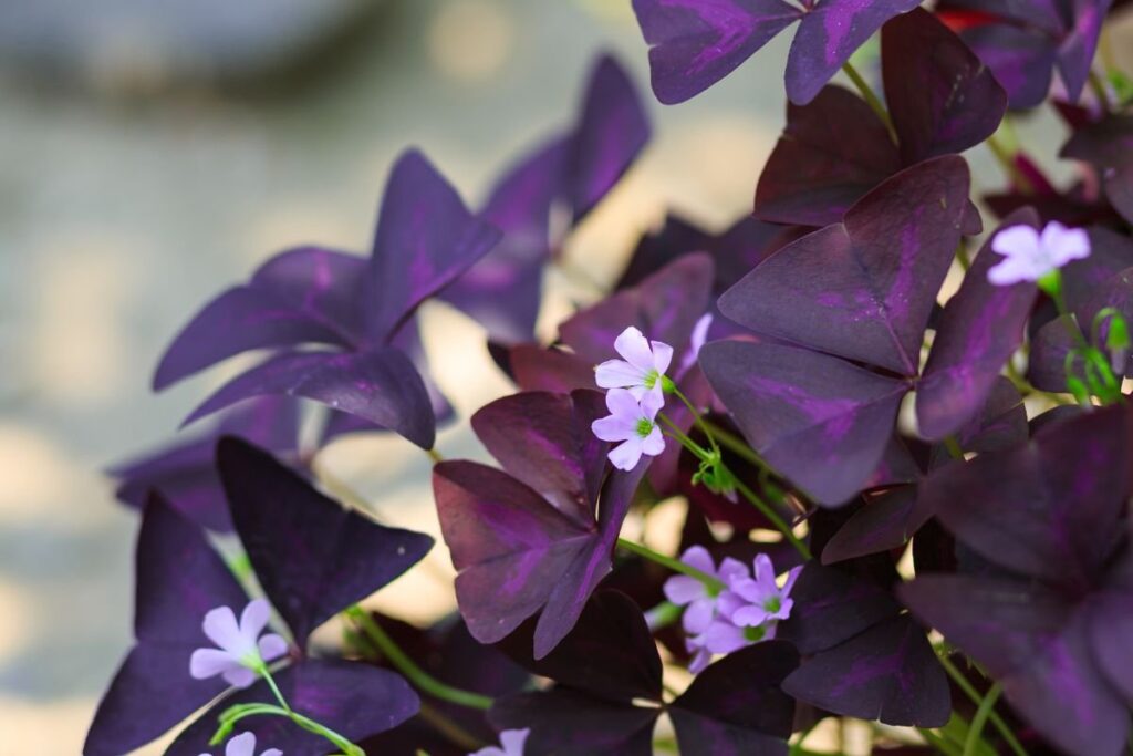 Oxalis triangularis