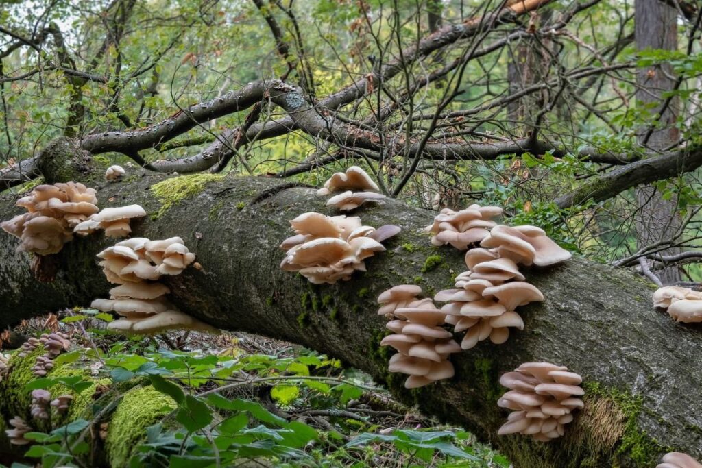 Pilkšvoji kreivabudė (Pleurotus pulmonarius) 