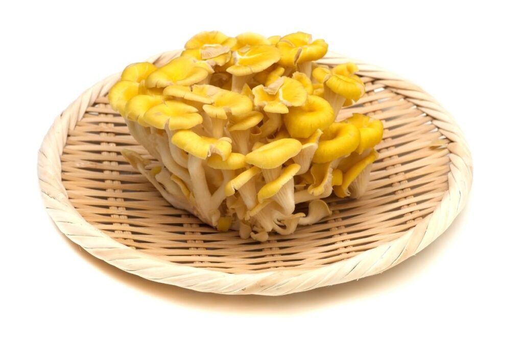 Trimitėlinė kreivabudė (Pleurotus cornucopiae) 