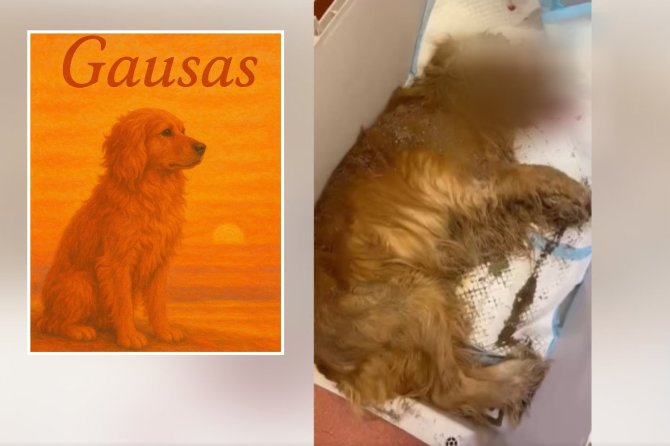 DI generuota ir stopkadro nuotr./Išgelbėtas šuo Gausas