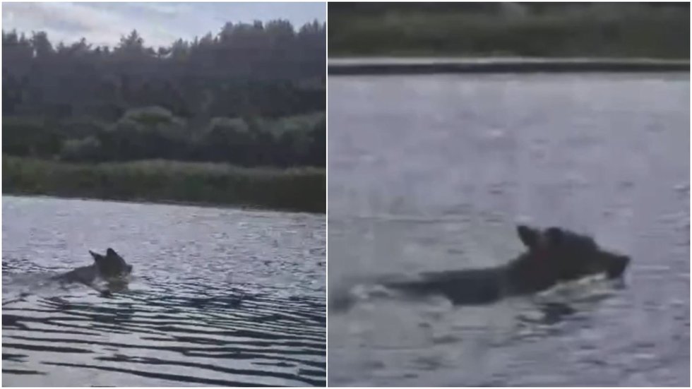 To kasdien neišvysi: nufilmavo Nemunu plaukiantį vilką (nuotr. stop kadras)