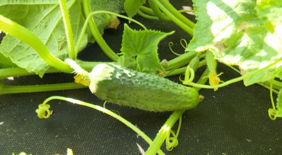 Agurkai „Corveta H“ (nuotr. stop kadras) Agurkai „Corveta H“ (nuotr. stop kadras)