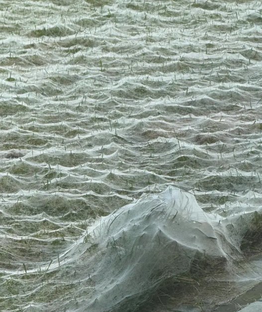 Voratinkliai Voratinkliai