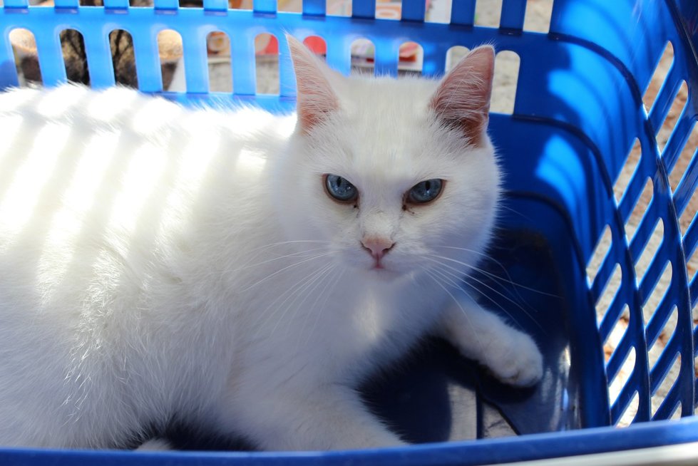 Parduotuvė, pirkėjai, maisto prekės, gyvūnas, augintinis, katė (123rf.com nuotr.)