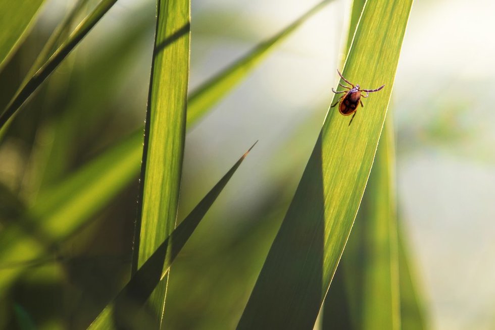 Erkės (nuotr. Shutterstock.com)