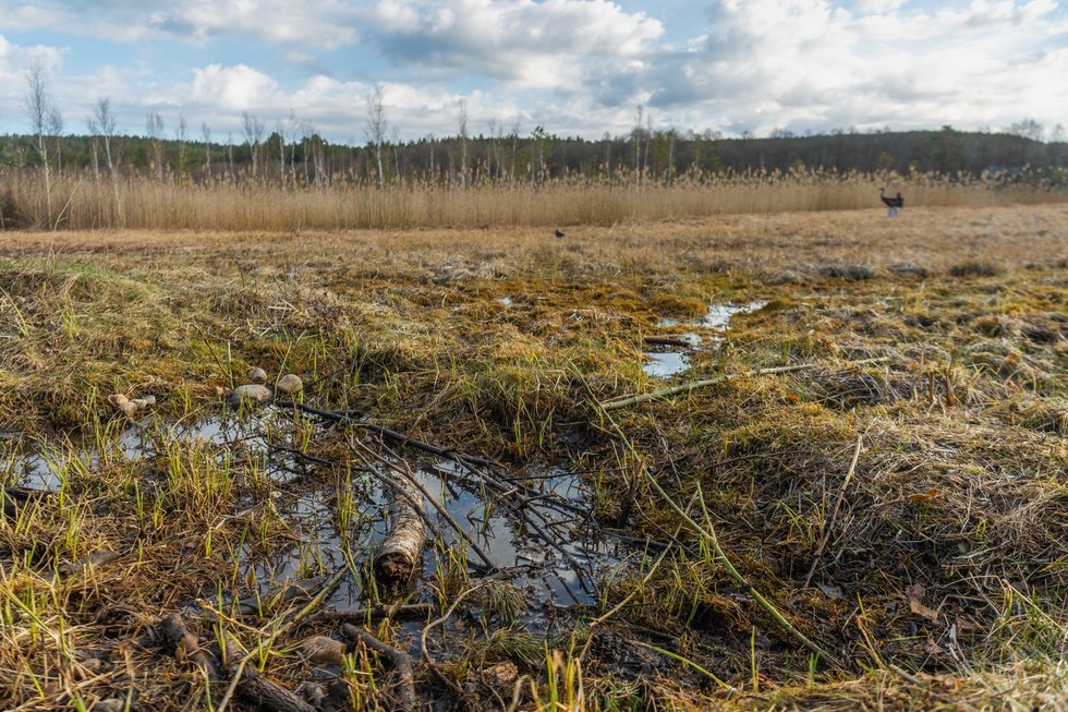 Šilėnų pelkė (nuotr. Fotodiena/Justino Auškelio)