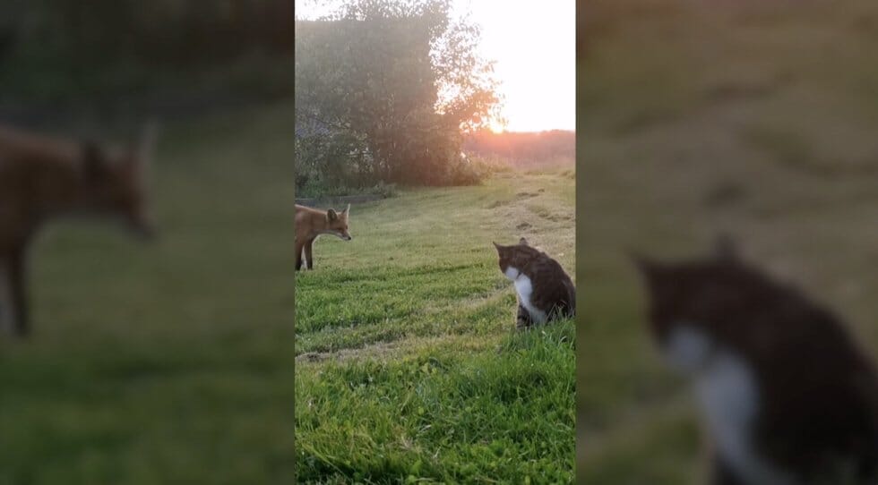 Lapiukas ir katinas (nuotr. stop kadras)