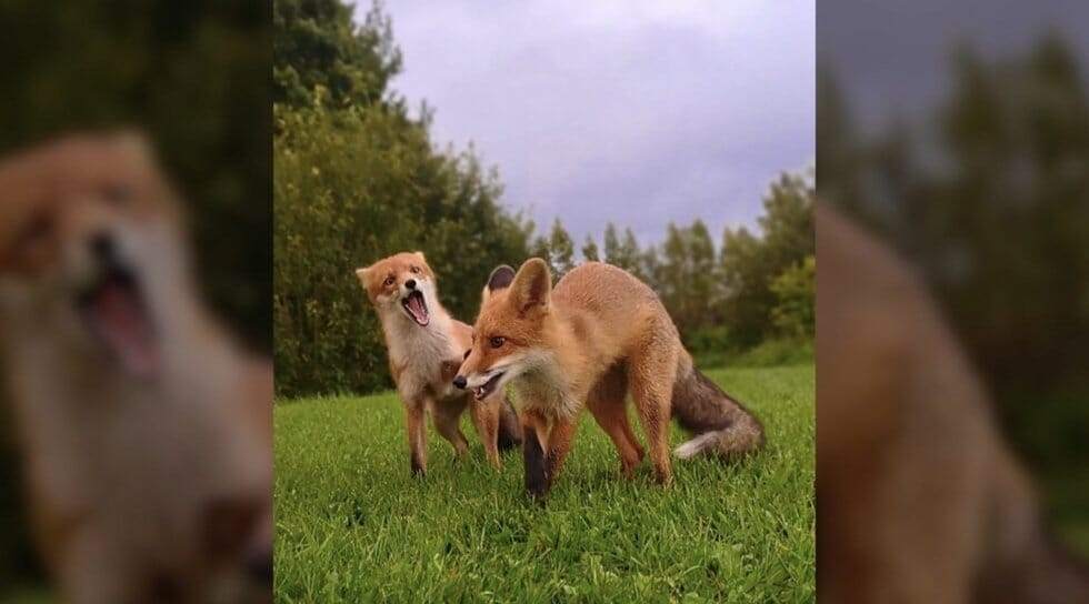 Lapiukai Editos sodyboje (nuotr. stop kadras)