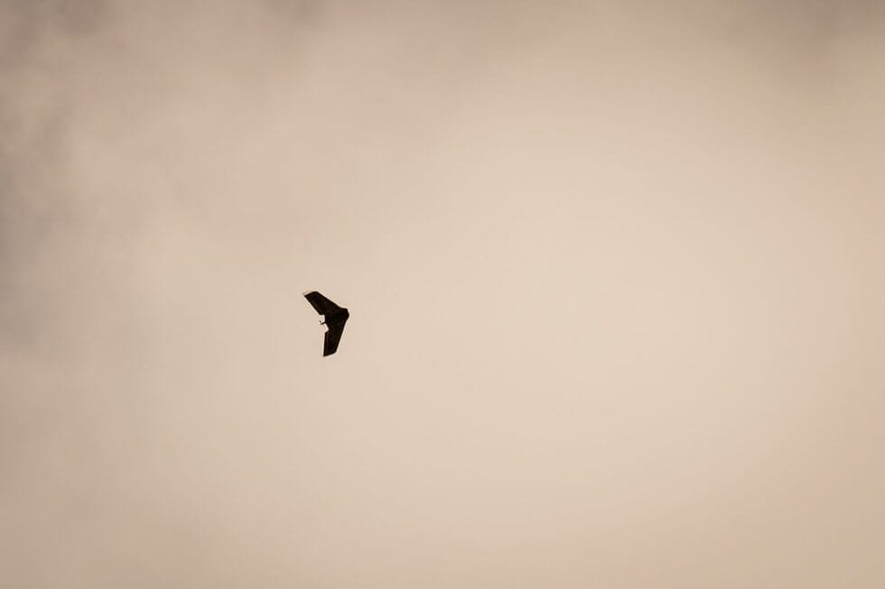 Nerimą keliantis vaizdas Švedijoje: virš karinės bazės – nežinomi dronai (nuotr. SCANPIX)