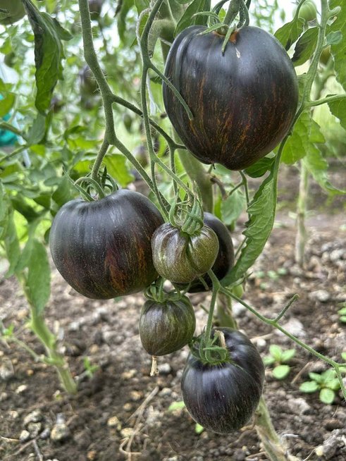 Ochre Veil pomidorų veislė (nuotr. asm. archyvo)