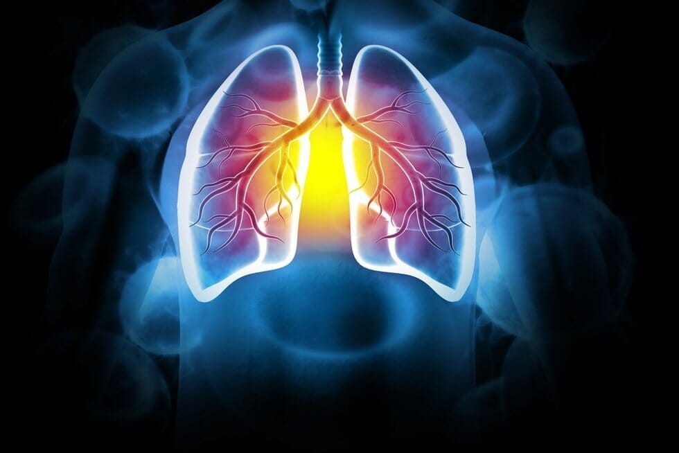 Plaučiai (nuotr. Shutterstock.com)