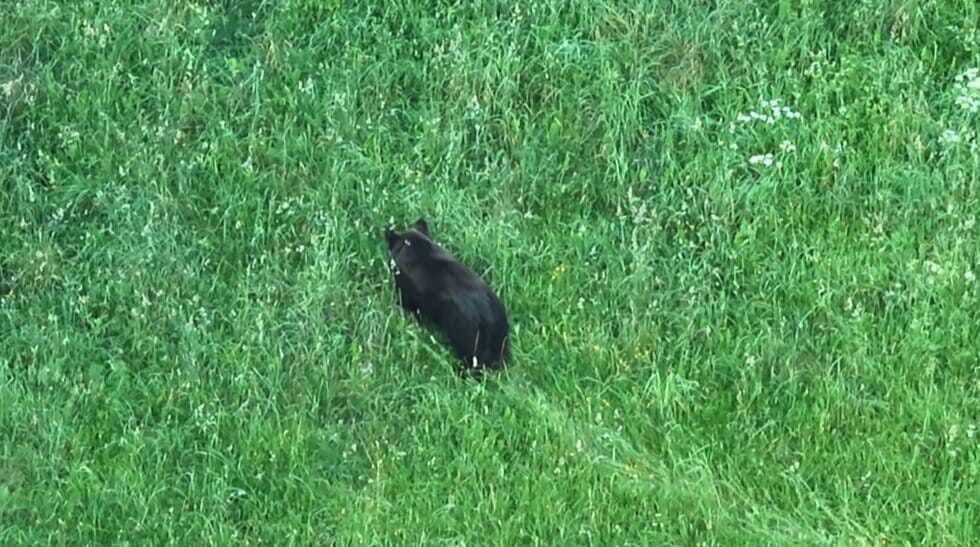 Rudasis lokys (nuotr. stop kadras)