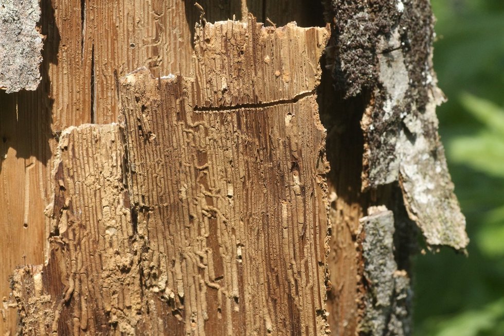 Skroblinis balangraužis (lot. Scolytus carpini) (nuotr. Vytauto Tamučio / pranešimo spaudai) Skroblinis balangraužis (lot. Scolytus carpini) (nuotr. Vytauto Tamučio / pranešimo spaudai)