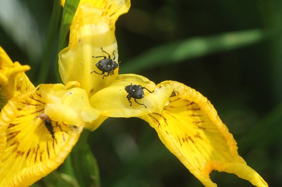 Vilkdalginis straubliukas (lot. Mononychus punctumalbum) (nuotr. Vytauto Tamučio / pranešimo spaudai) 
