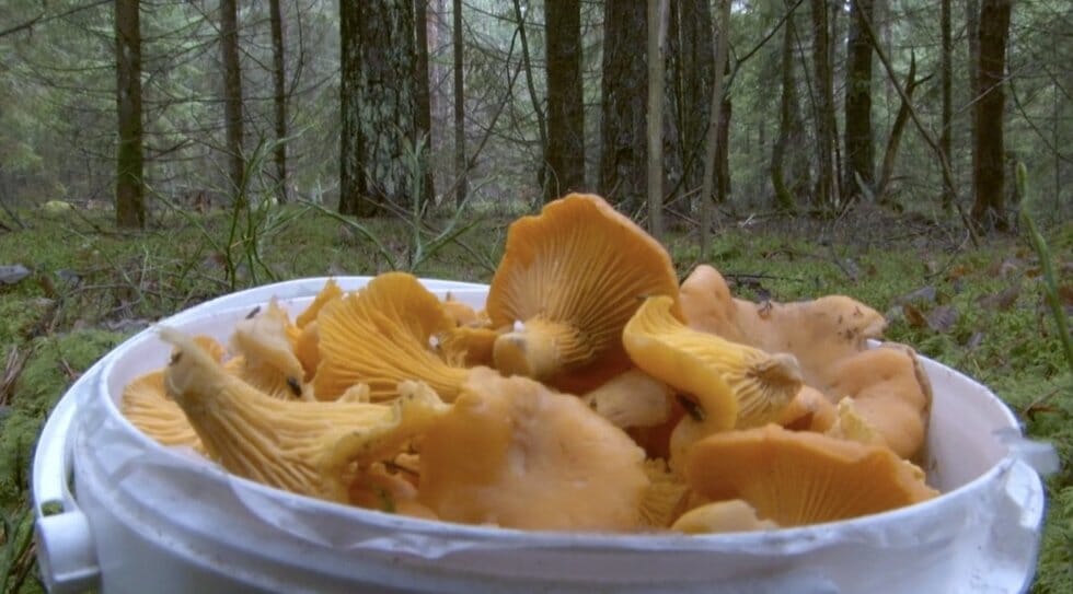 Voveraitės (nuotr. stop kadras) Voveraitės (nuotr. stop kadras)