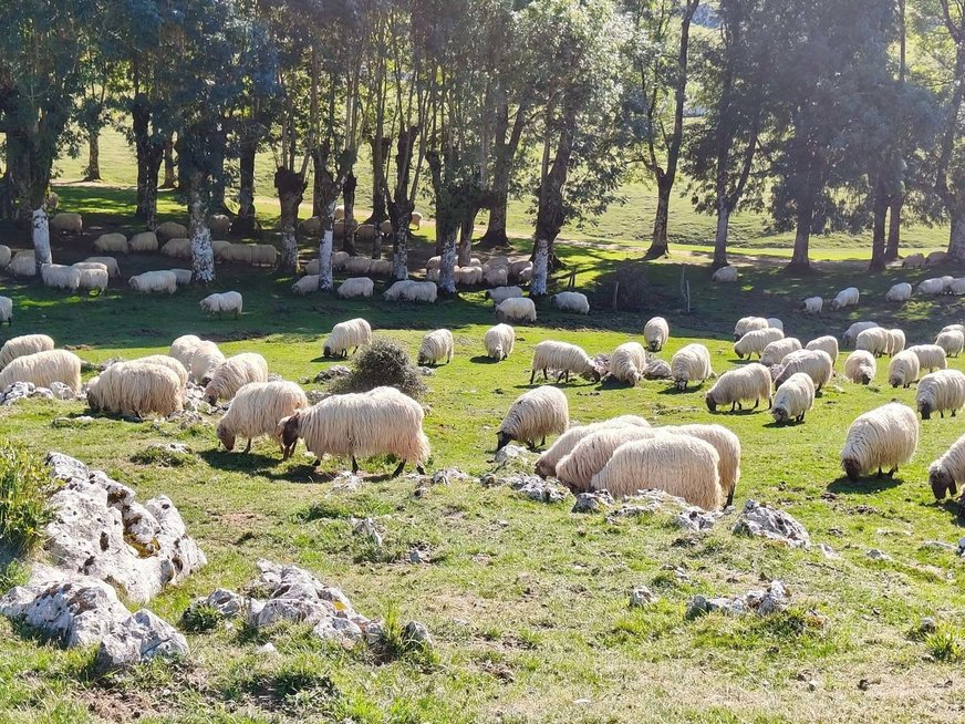 Julijos piligriminiai žygiai (nuotr. asm. archyvo)