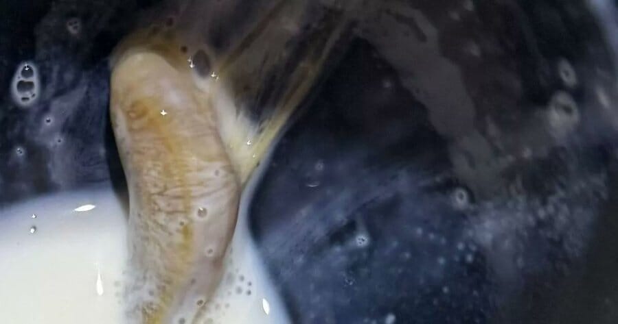 Šliužas piene (nuotr. stop kadras)